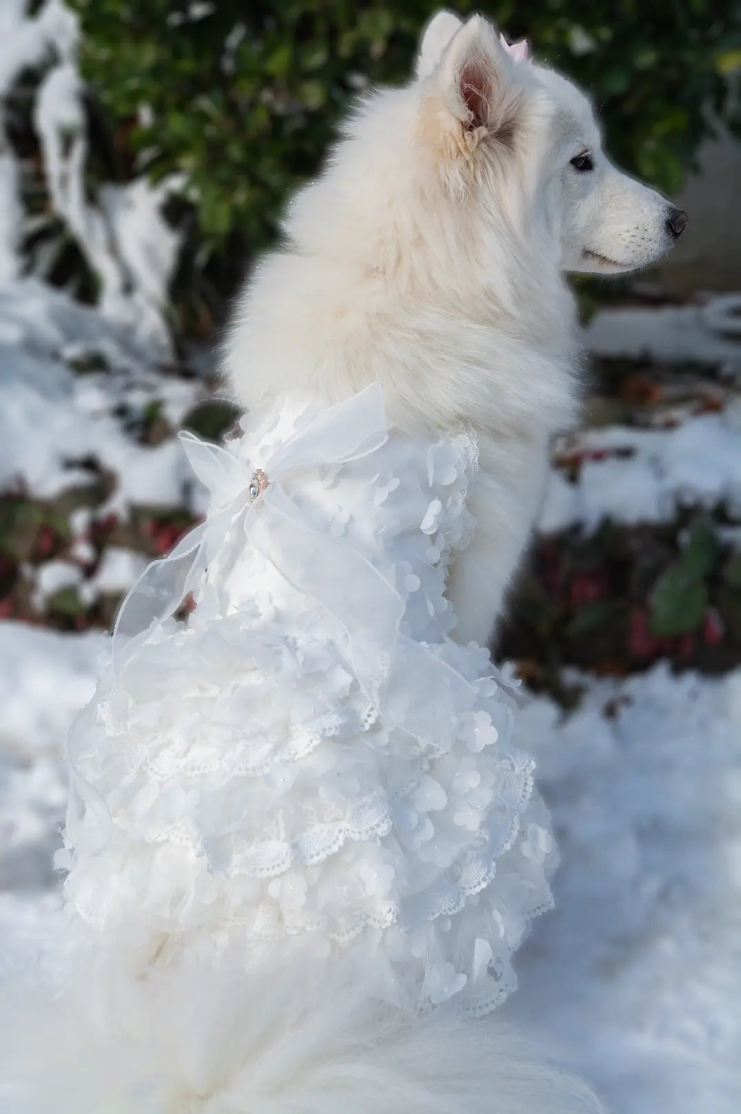White fluffy dog wearing the Fluffit Ethereal Whispers white lace dress outdoors in the snow