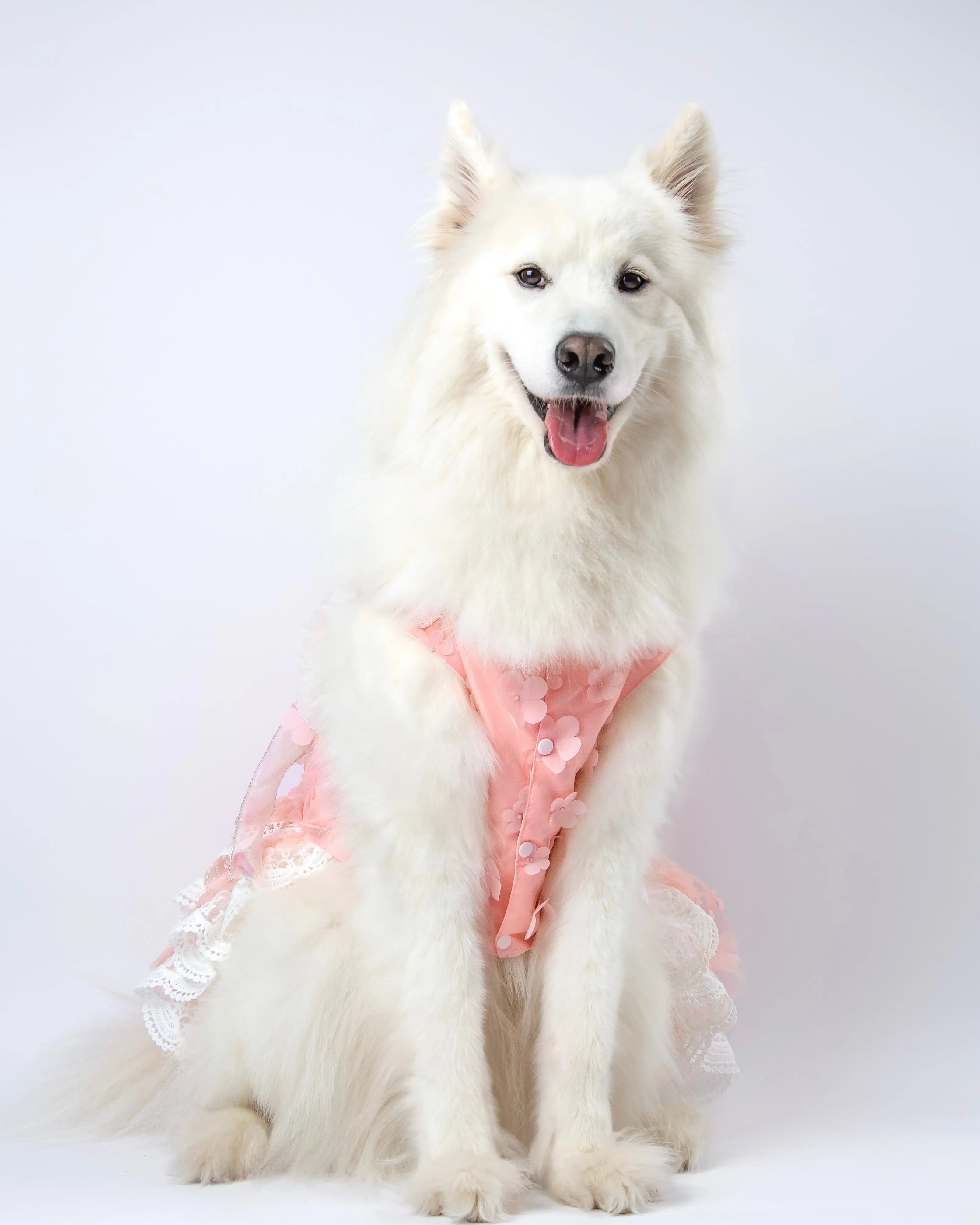 Large white fluffy dog wearing the Fluffit Petal Whisper pink ruffled dog dress
