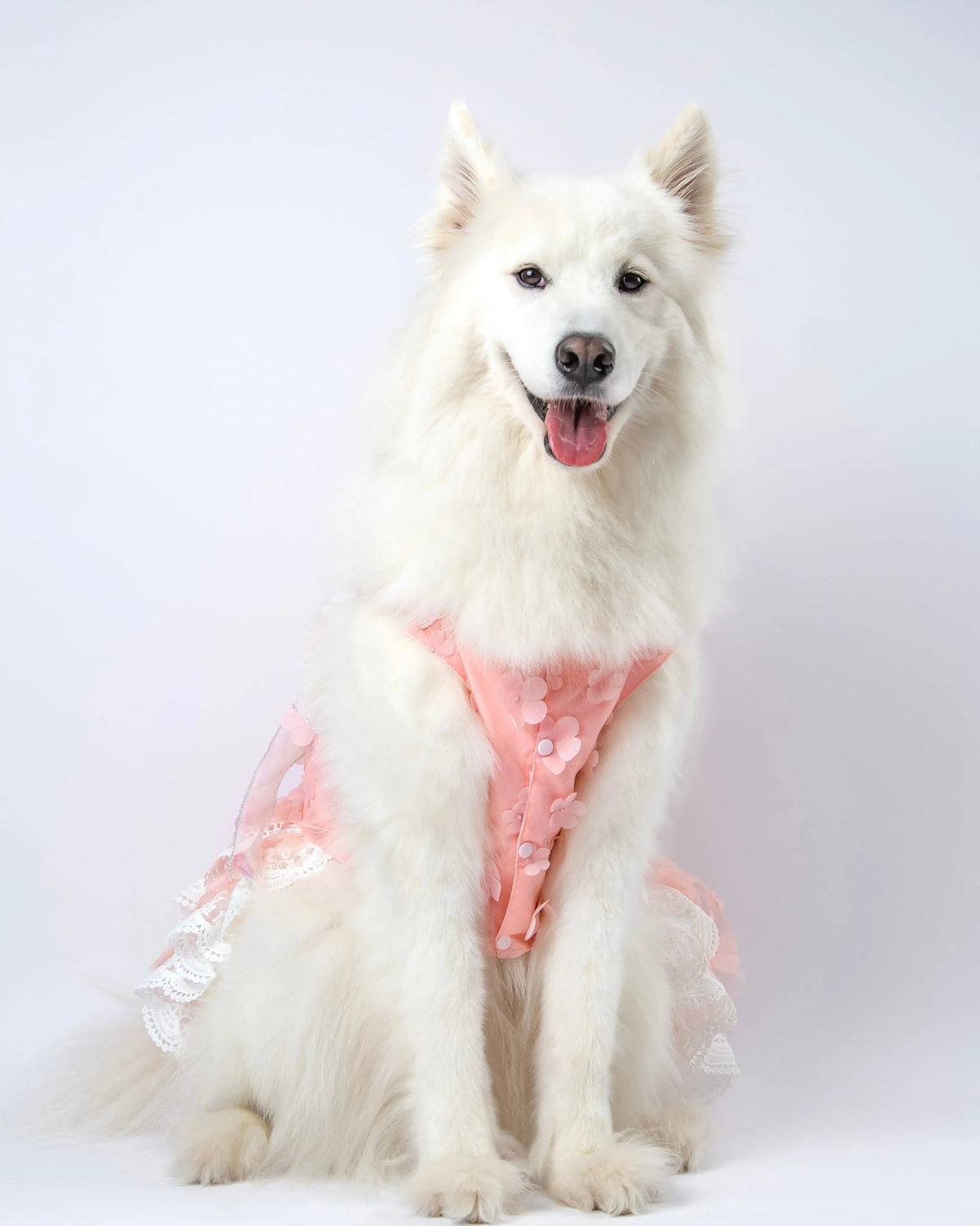 Large white fluffy dog wearing the Fluffit Petal Whisper pink ruffled dog dress