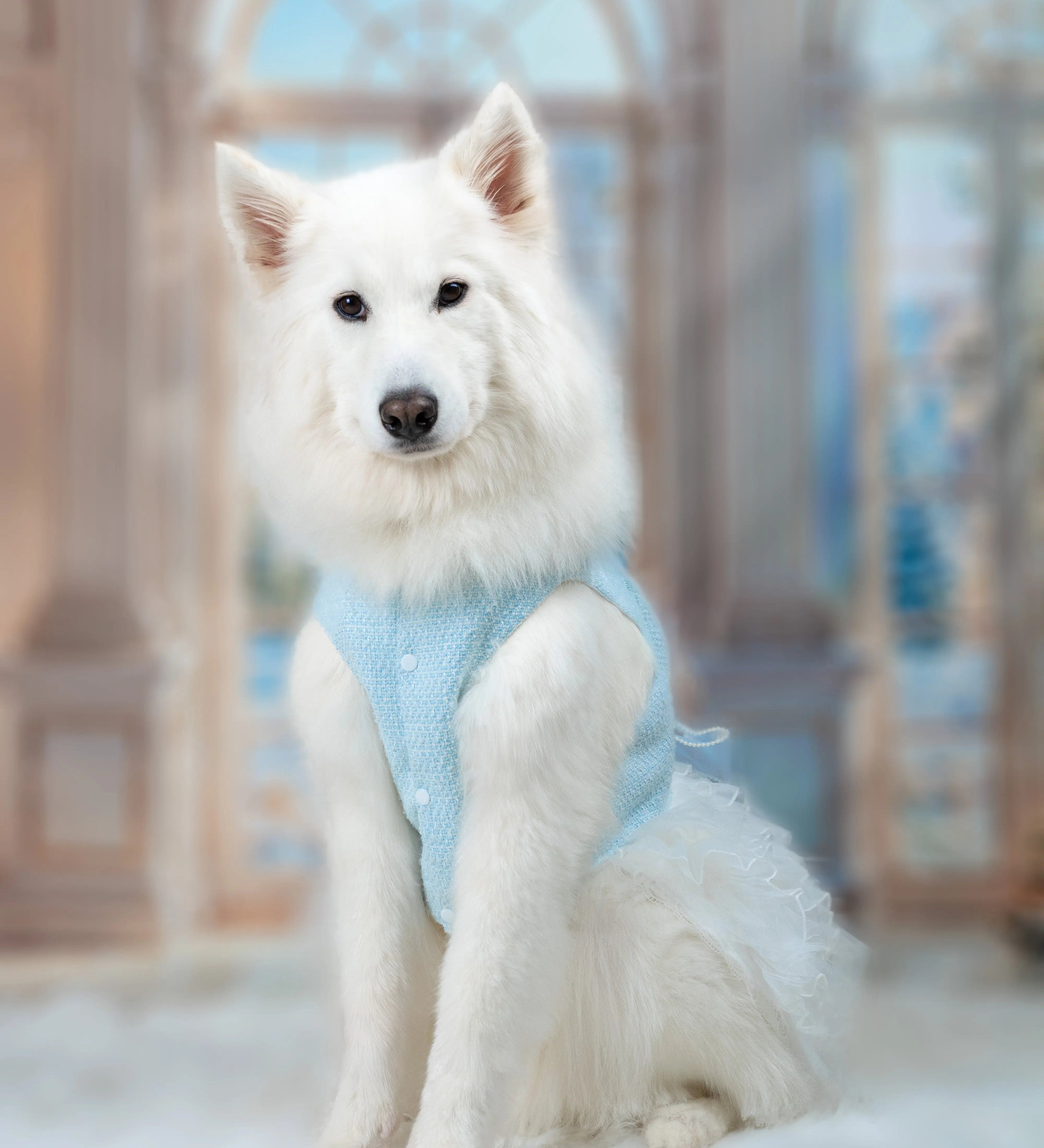 White fluffy Samoyed wearing the Fluffit Tulle Society dog dress in Powder Blue