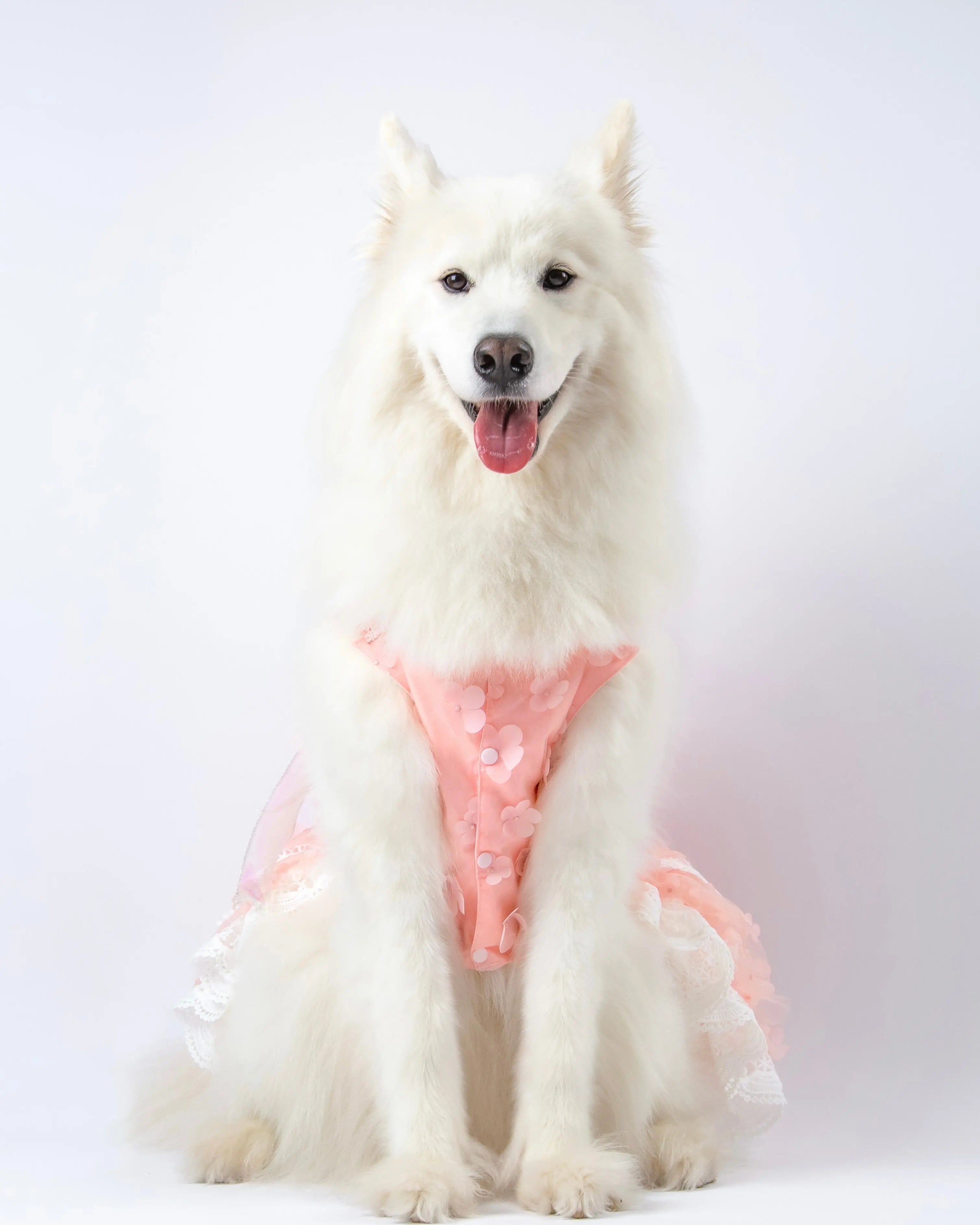 Petal Whisper Pink Dog Dress, XXS to 6XL