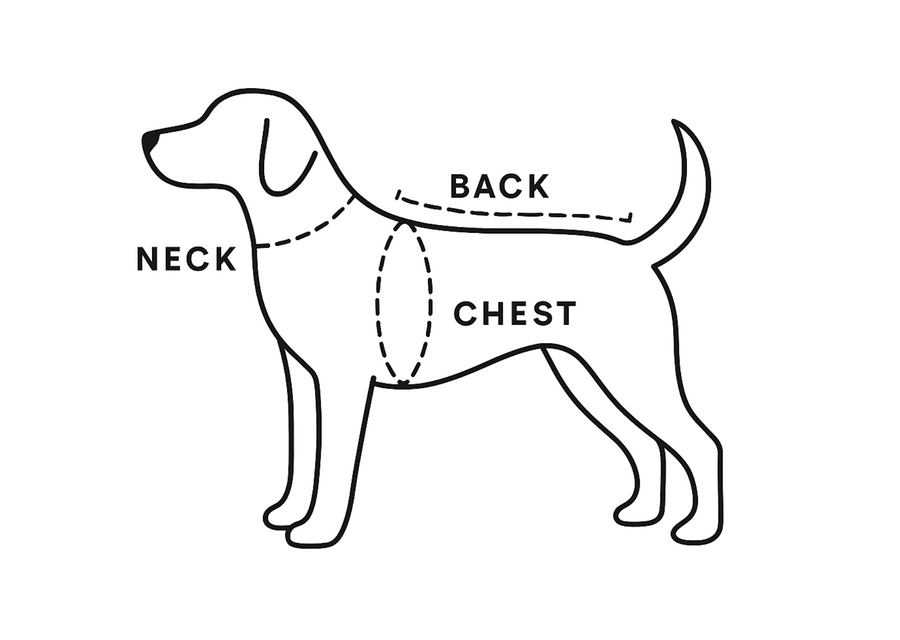 Where to measure her chest, just behind her front legs